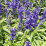 Salvia farinacea.png